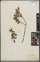 Foto von Salix anglorum Cham.